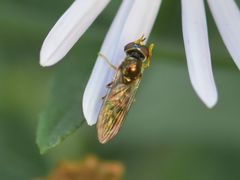 Platycheirus scutatus