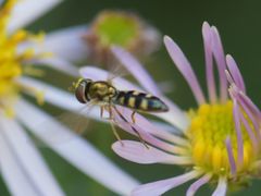Platycheirus scutatus