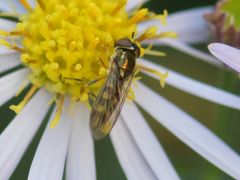 Platycheirus scutatus