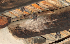 Macrotus californicus