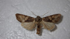Lacanobia contigua
