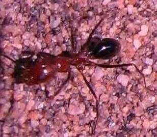Dorymyrmex agallardoi