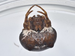 Mastophora cornigera