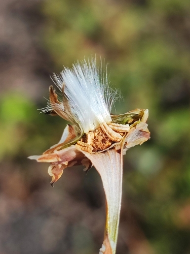 False Sow-thistle