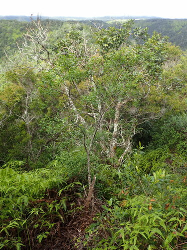 Euphorbia atrococca