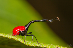 Trachelophorus giraffa