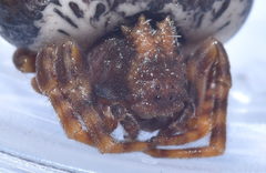 Mastophora cornigera