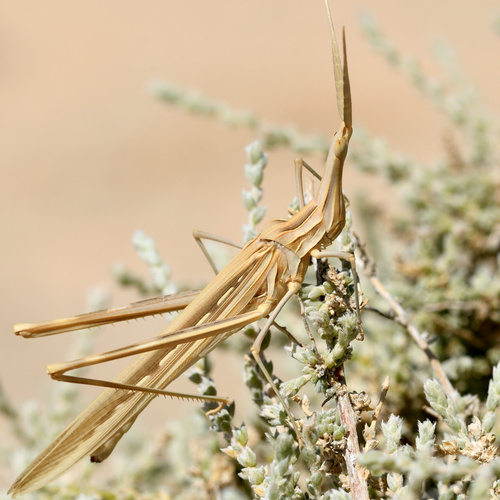 Truxalis nasuta