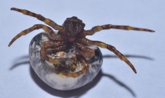 Mastophora cornigera