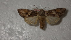 Lacanobia contigua