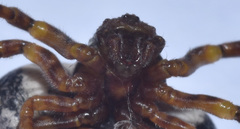 Mastophora cornigera