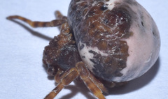 Mastophora cornigera