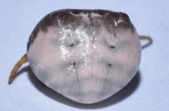 Mastophora cornigera
