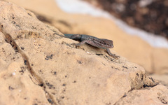 Uta stansburiana uniformis