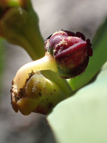 Euphorbia atrococca