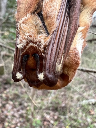 Eastern Red Bat photographed in North Carolina