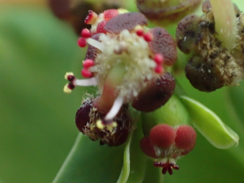 Euphorbia atrococca