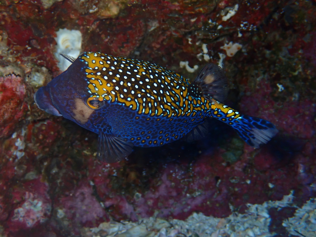 Costa Rica Box Fish Spotted Boxfish from Cocos Island, Puntarenas Province, Costa Rica on ...