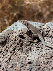 Uta stansburiana uniformis