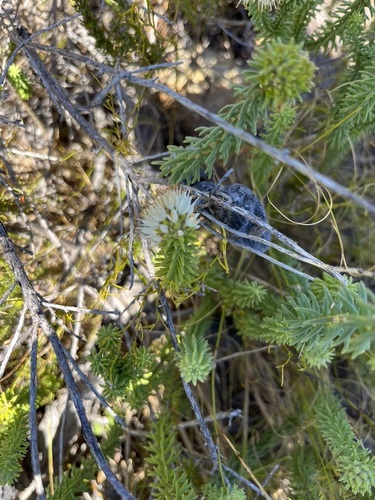 Image of Campylostachys cernua by (c) Charleen Brunke, some rights reserved (CC BY)