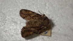 Lacanobia contigua