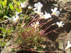 Oxalis capillacea