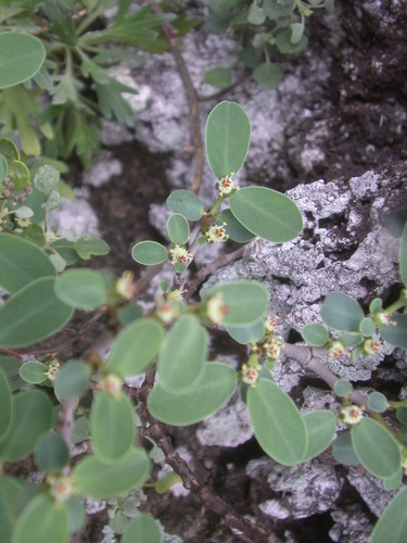 Euphorbia celastroides observed 2006-11-04