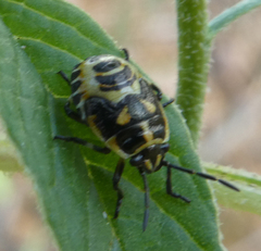 Eurydema