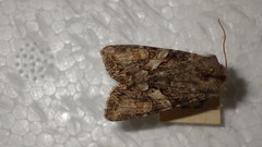 Lacanobia contigua