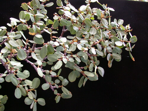 Euphorbia celastroides observed 2006-01-10