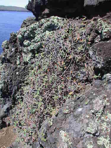 Euphorbia celastroides observed 2003-10-20