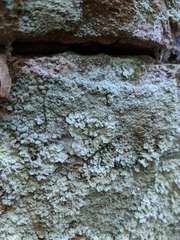 Lepraria normandinoides