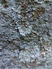 Lepraria normandinoides