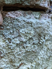 Lepraria normandinoides