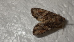 Lacanobia contigua
