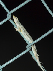 Urosaurus graciosus graciosus