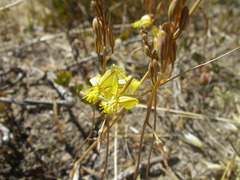 Bulbine favosa