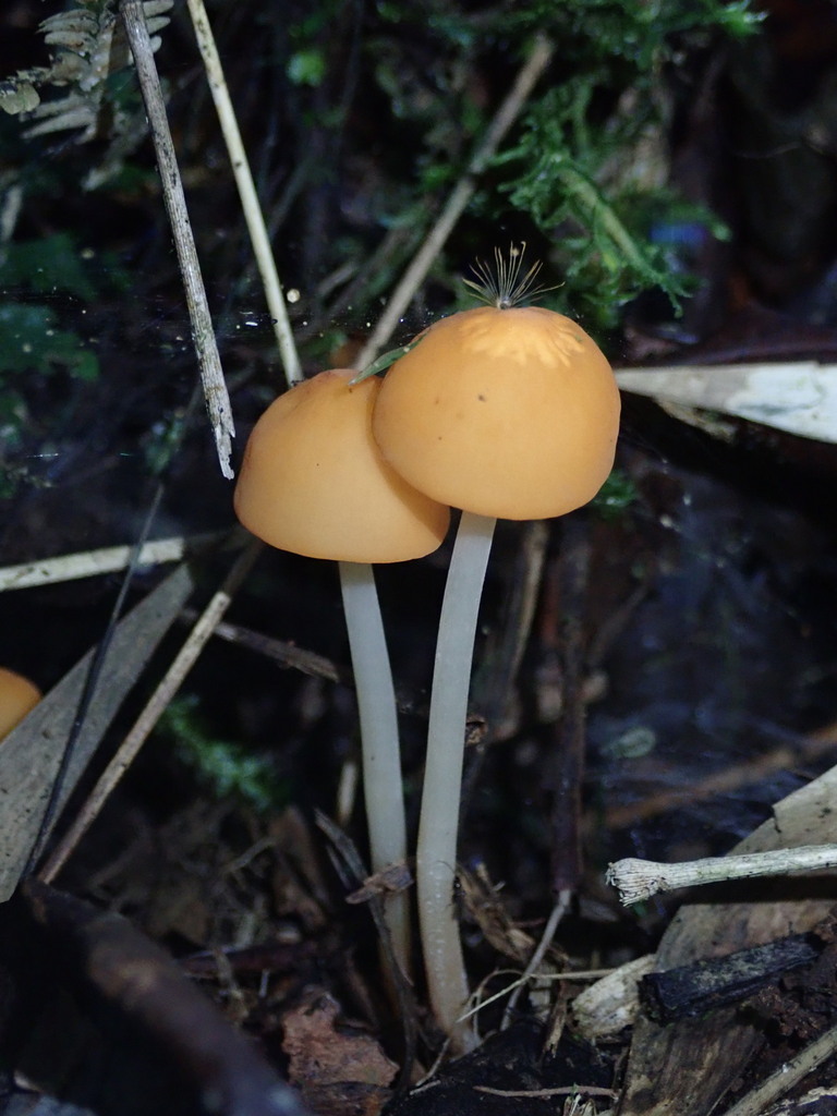 Marasmius cladophyllus · November 2022 · photo: © fern_friend (iNaturalist, cc-by)