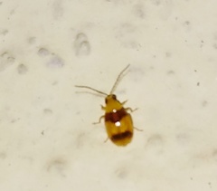 Monolepta bifasciata