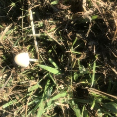 Conocybe apala albipes