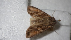Lacanobia contigua