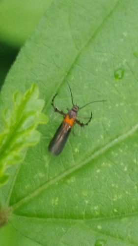 Heliodinidae