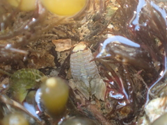 Isocladus armatus
