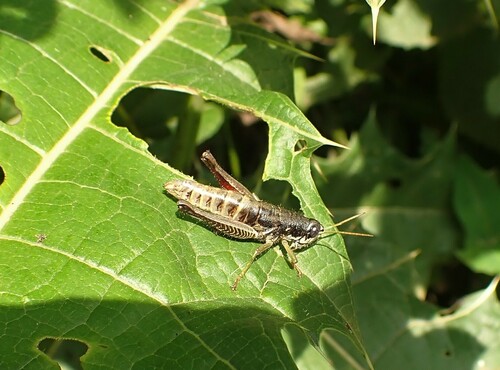 Pteroperina steini