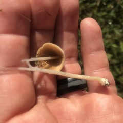 Conocybe apala albipes