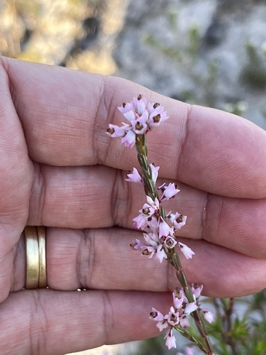 Image of Erica articularis by (c) Charleen Brunke, some rights reserved (CC BY)