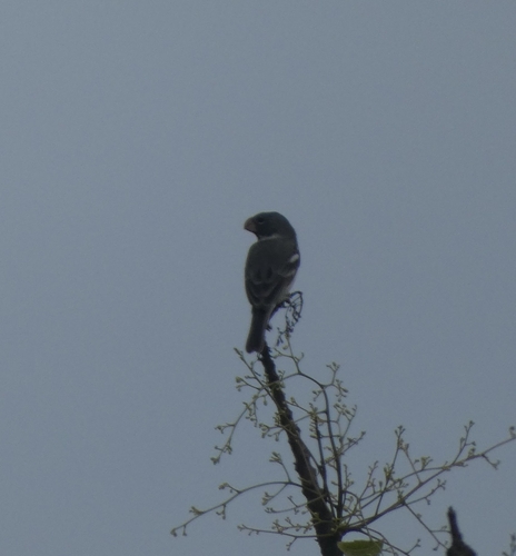 Parrot-billed Seedeater (Sporophila peruviana), photo 9