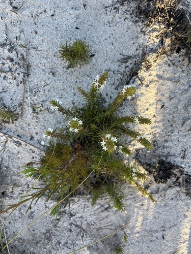 Image of Merciera brevifolia by (c) Charleen Brunke, some rights reserved (CC BY)