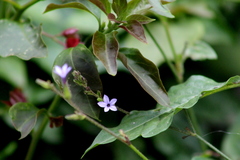 Plumbago pulchella