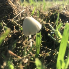 Conocybe apala albipes